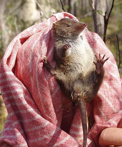 Dusky antechinus